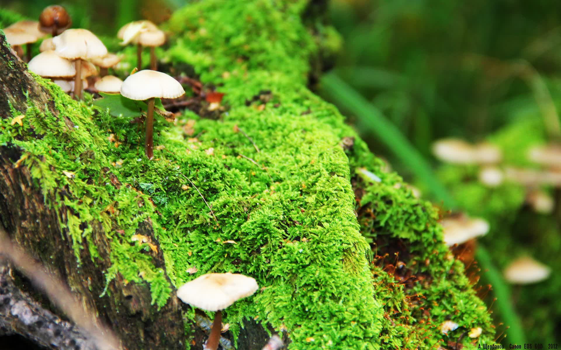 世界篮球邀请赛：三分效率改变比赛节奏，世界三人篮球赛